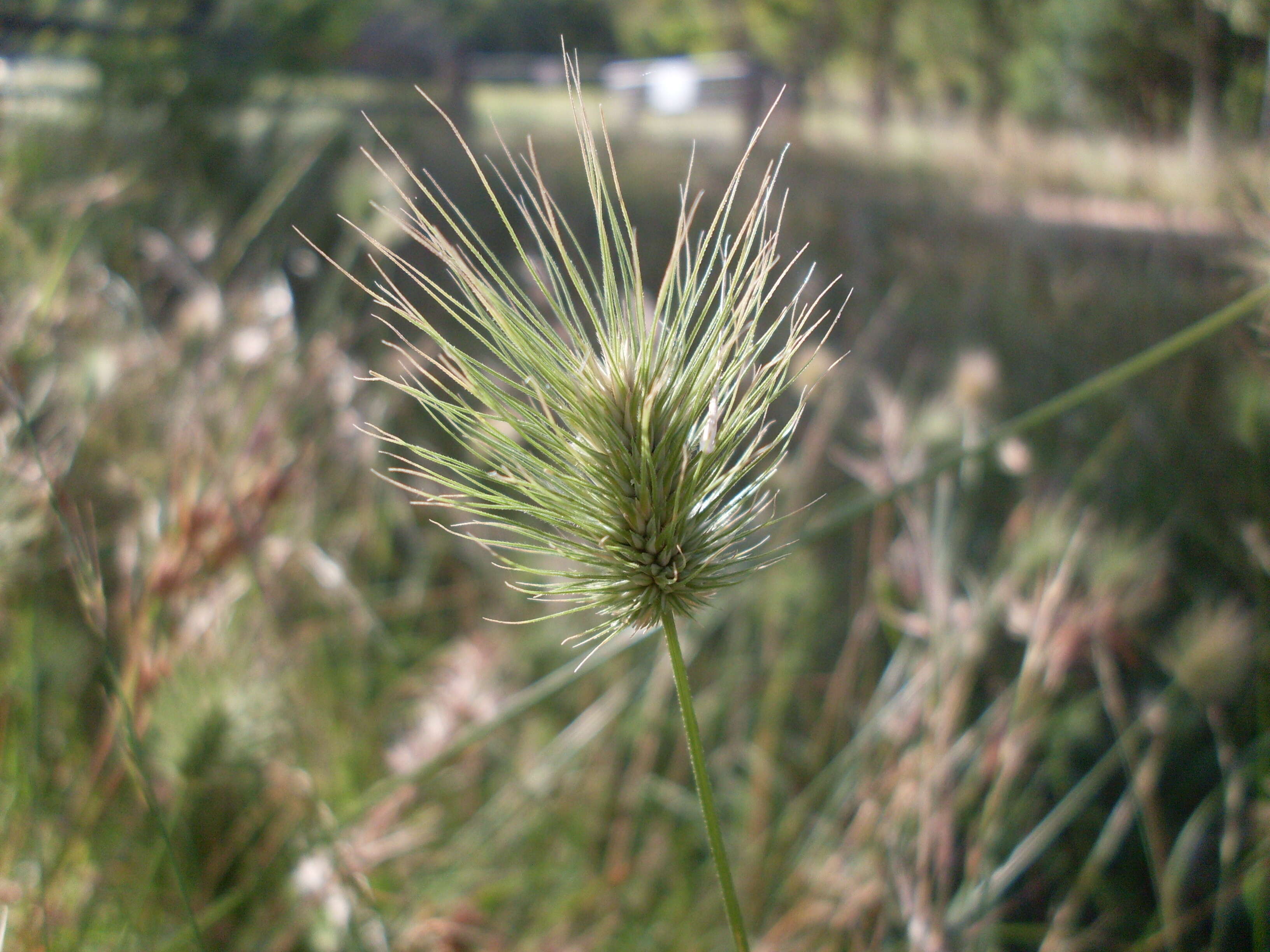 Image of Echinopogon