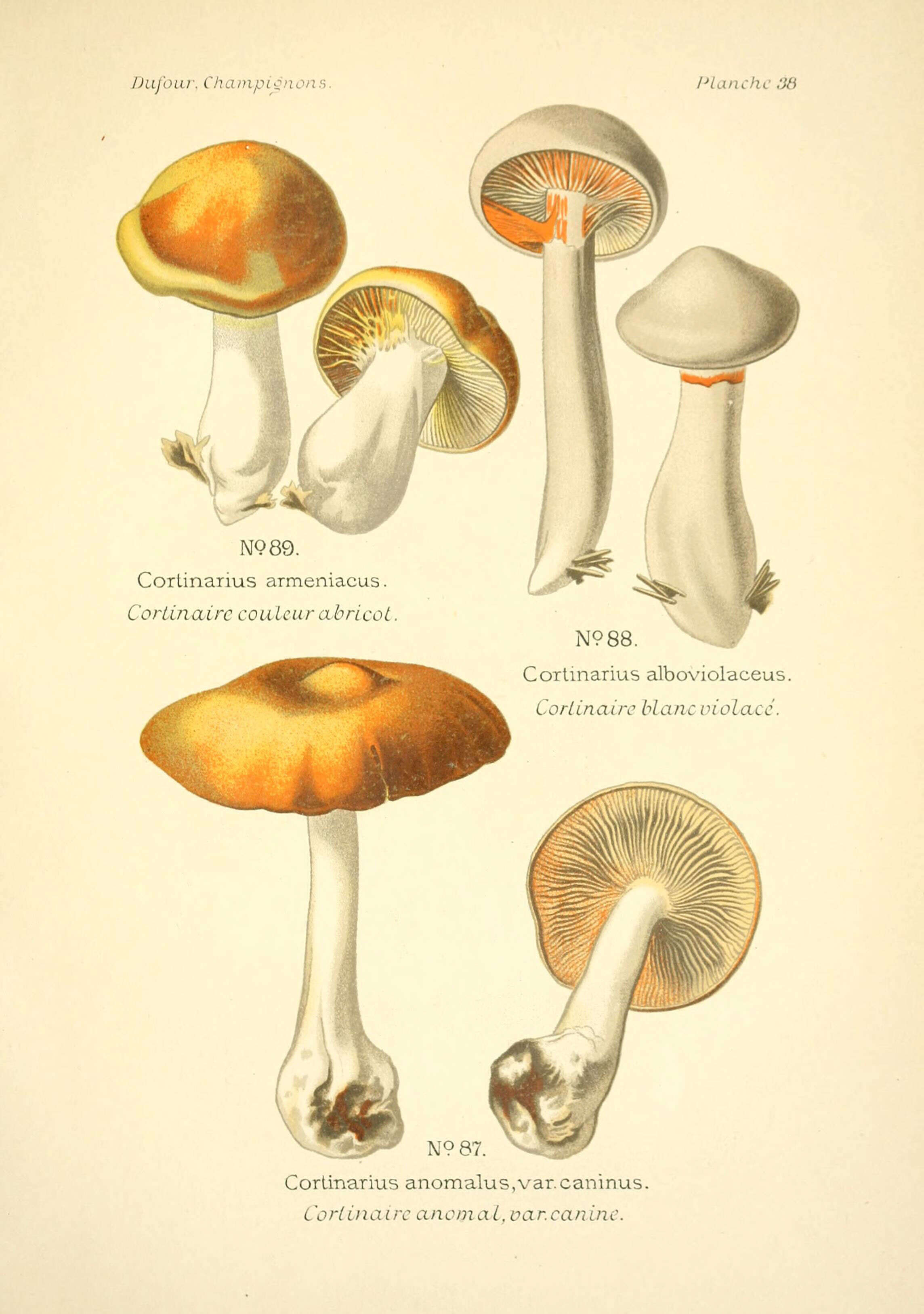 Image of Cortinarius armeniacus (Schaeff.) Fr. 1838