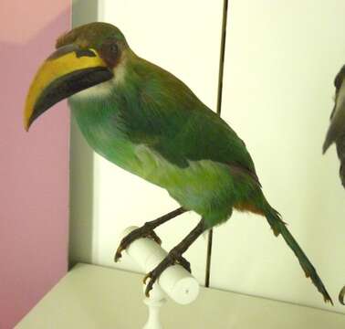 Image of Emerald Toucanet