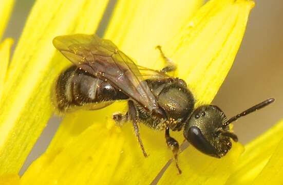 Image of Lasioglossum morio (Fabricius 1793)