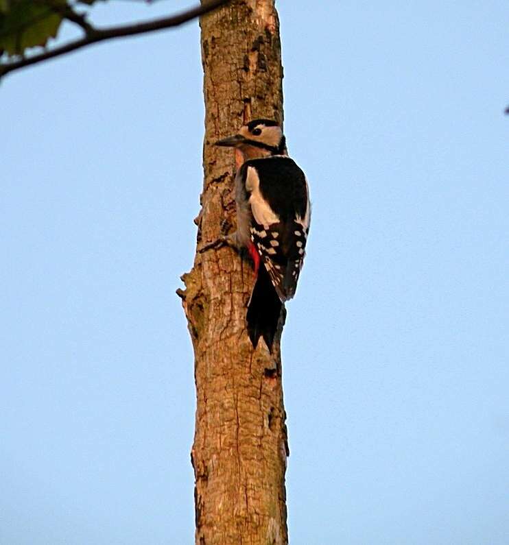 Image of Great Spotted Woodpecker