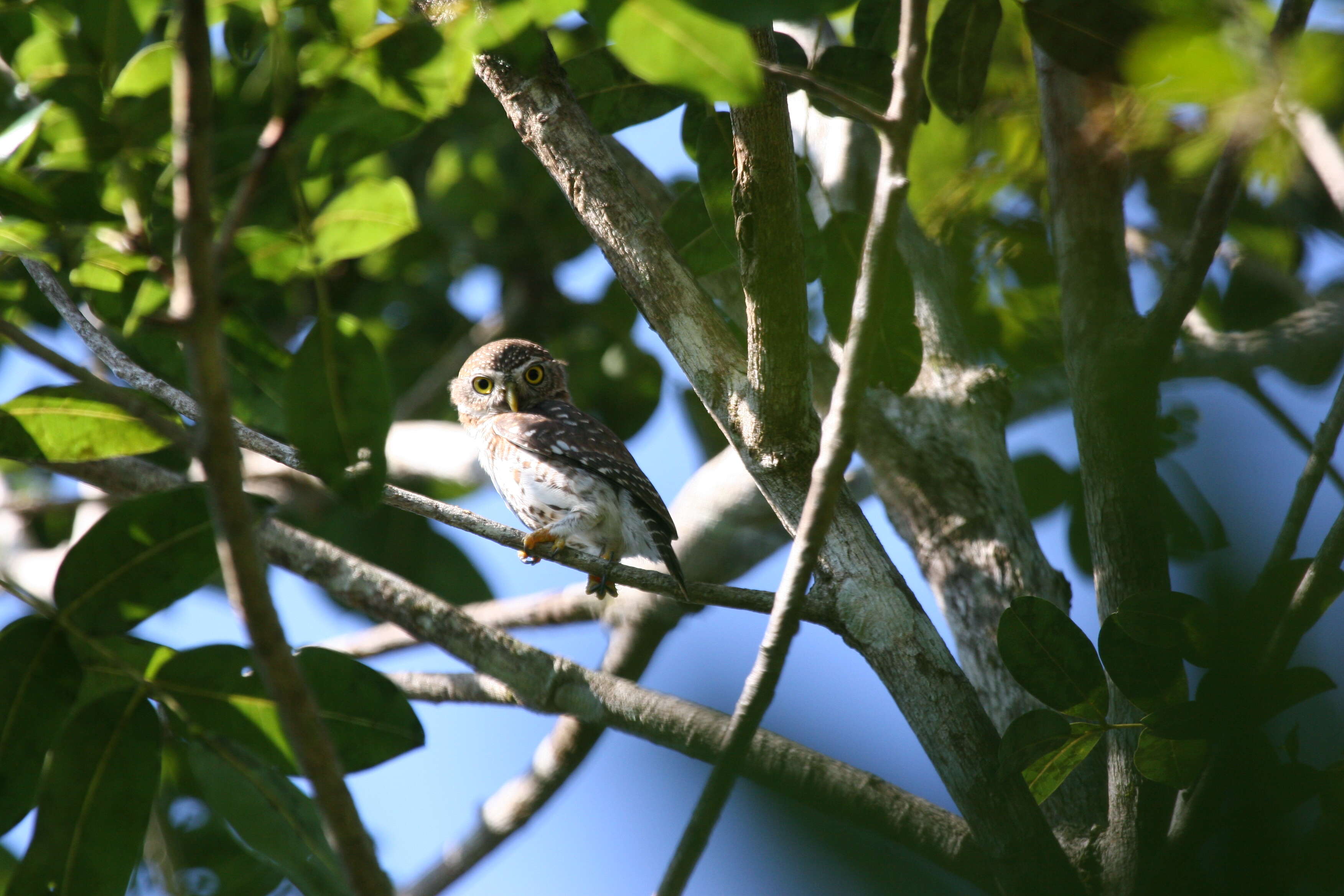 Image of Cuban Pygmy Owl