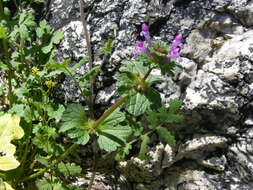 Image of common henbit