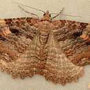 Image of Tissue Moth