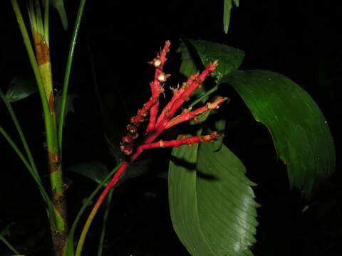 Image of Reinhardtia simplex (H. Wendl.) Burret