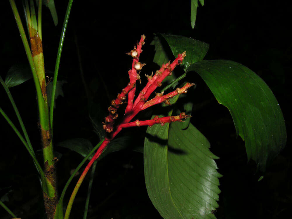 Reinhardtia simplex (H. Wendl.) Burret的圖片