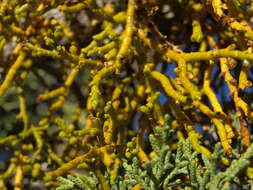 Image of Mistletoe