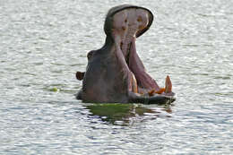 Image of Common Hippopotamus