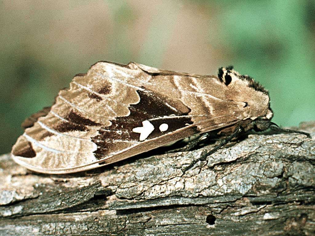 Image of Lophostethus Butler 1876