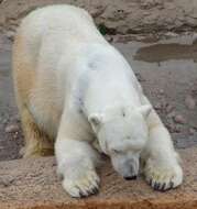 Imagem de urso-polar