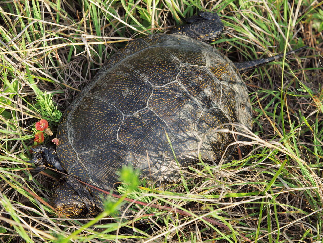 Image of Black-breasted Leaf Turtle