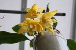 Image of Stanhopea orchid