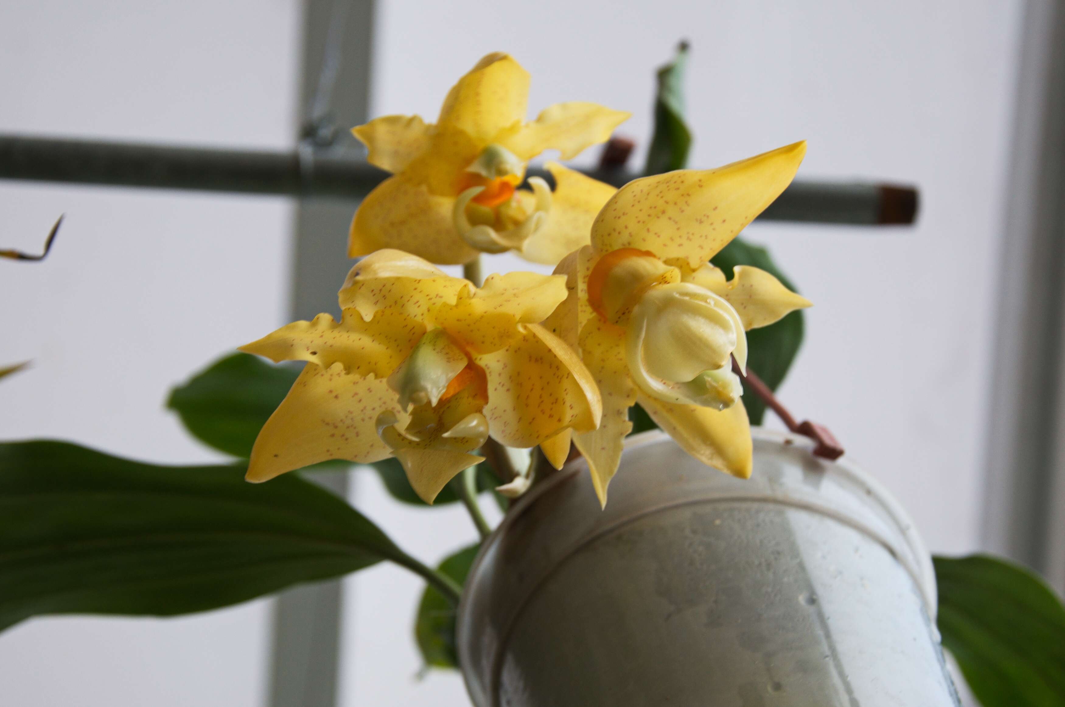 Image of Stanhopea graveolens Lindl.