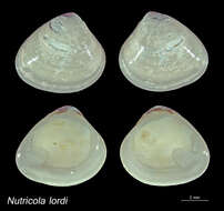 Image of Nutricola F. R. Bernard 1982