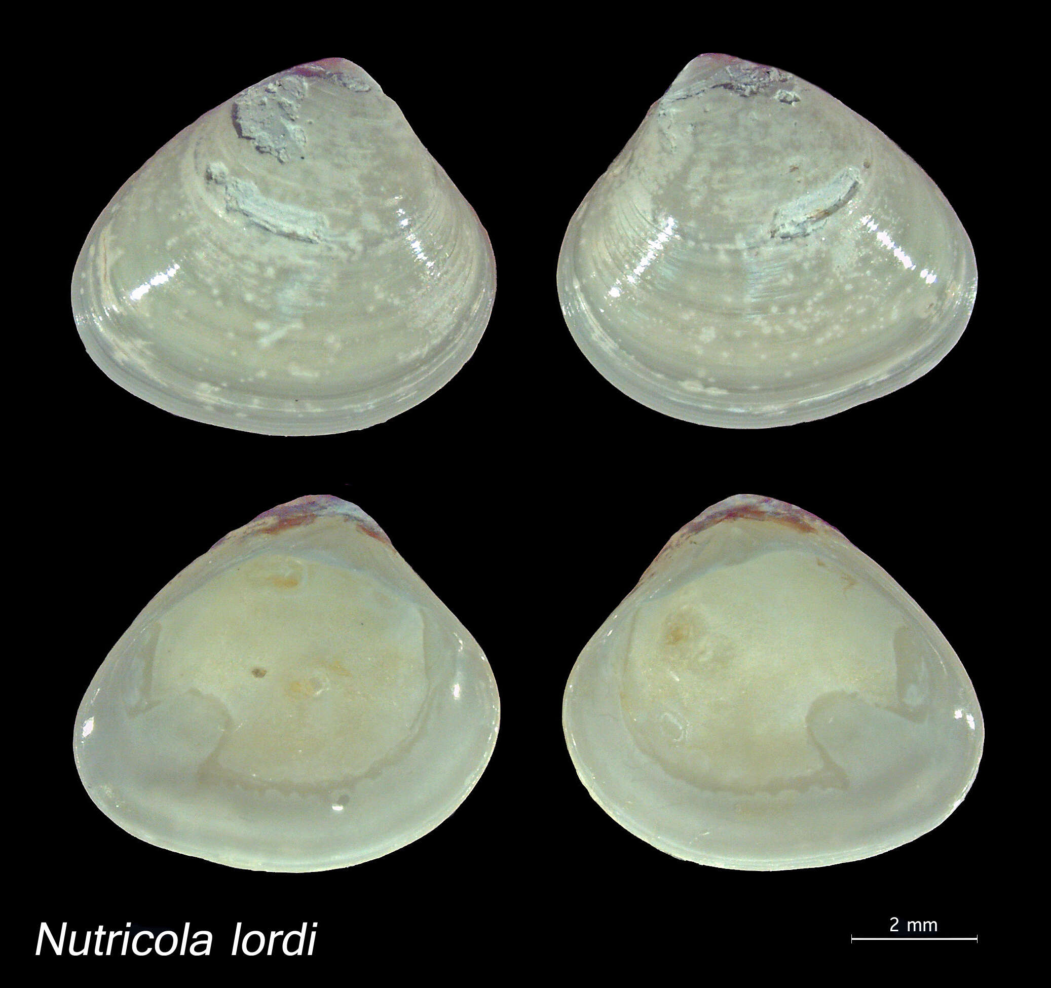 Imagem de Nutricola F. R. Bernard 1982