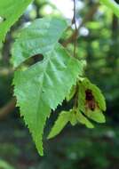 Image of hornbeam