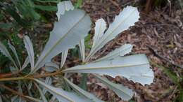 Image of Banksia integrifolia subsp. monticola K. R. Thiele