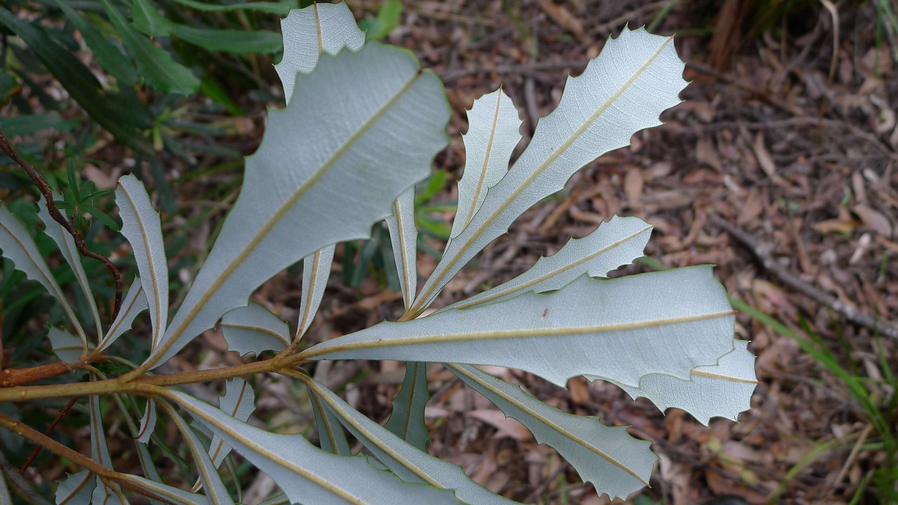 Image of coast banksia