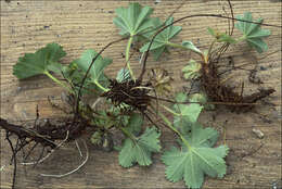 Image of lady's mantle