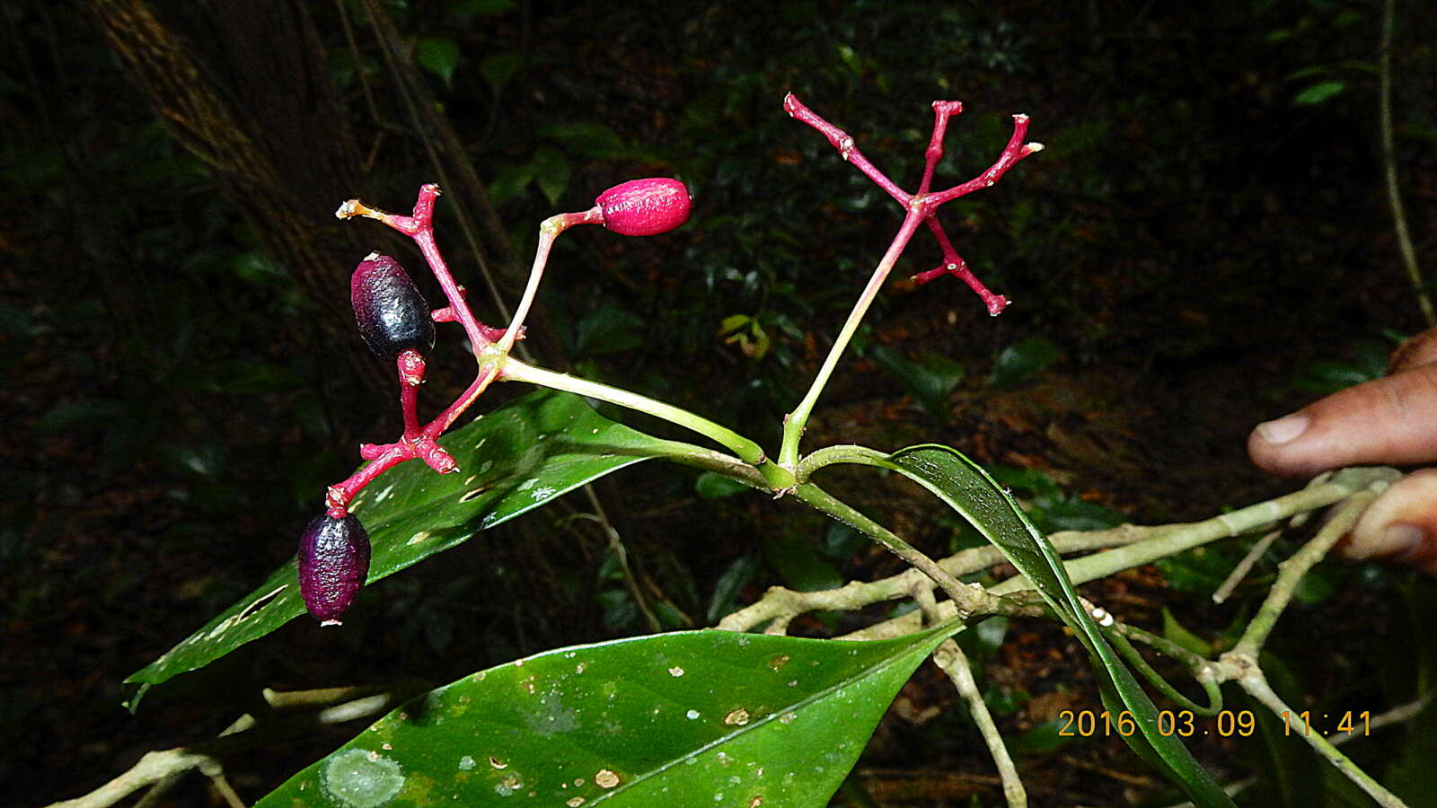 Image of Nyctagiaceae