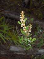 Image of coastal plain staggerbush