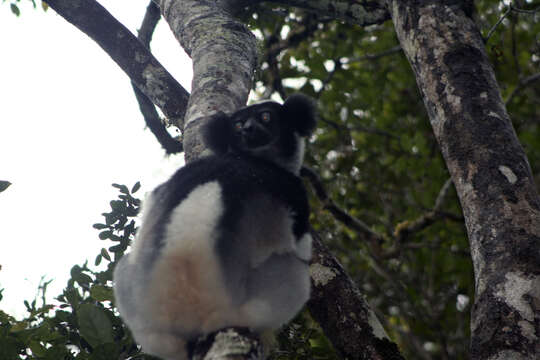 Image de Indri É. Geoffroy Saint-Hilaire & G. Cuvier 1796