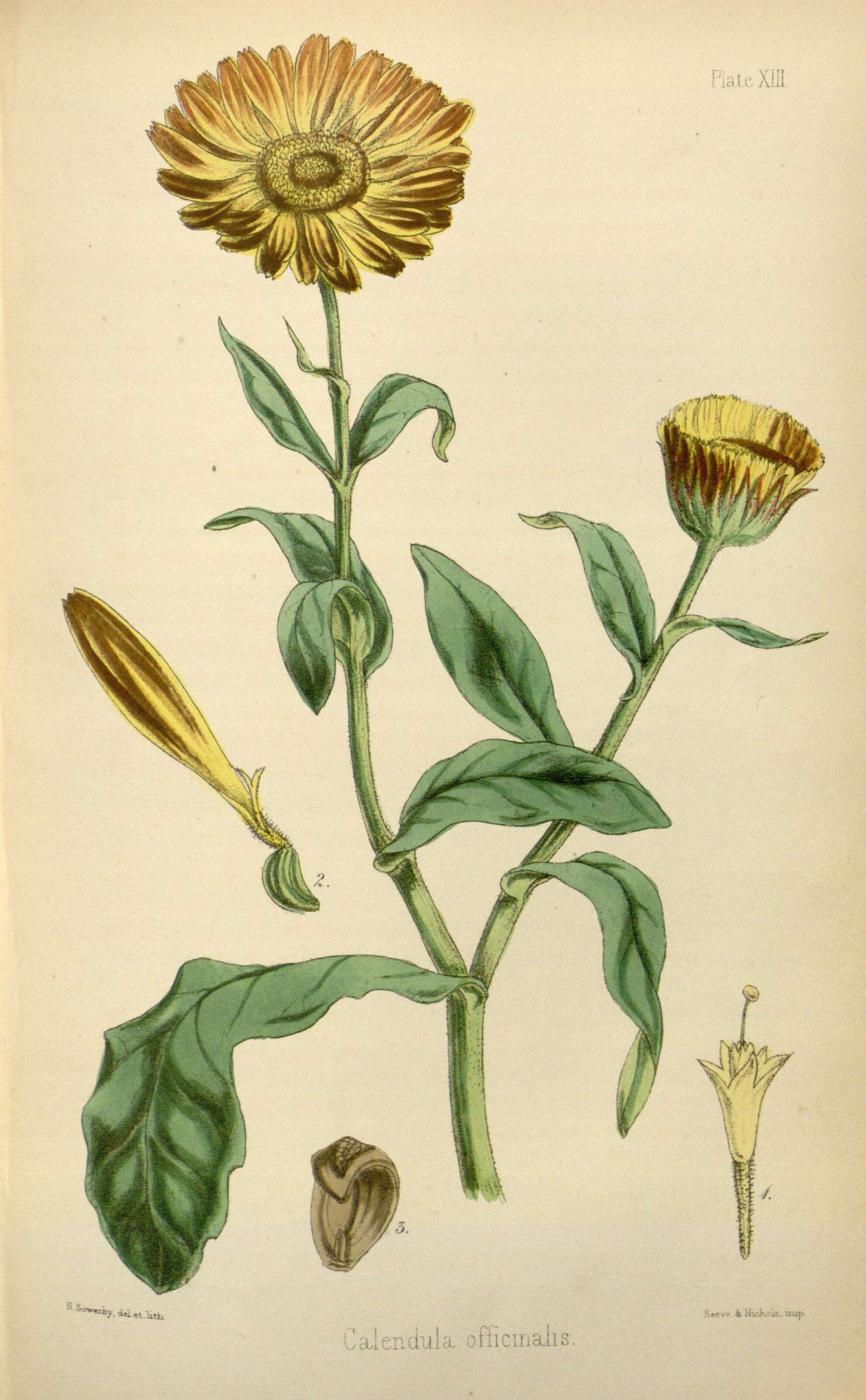 Image of marigold