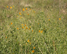 Image of prairie sunflower