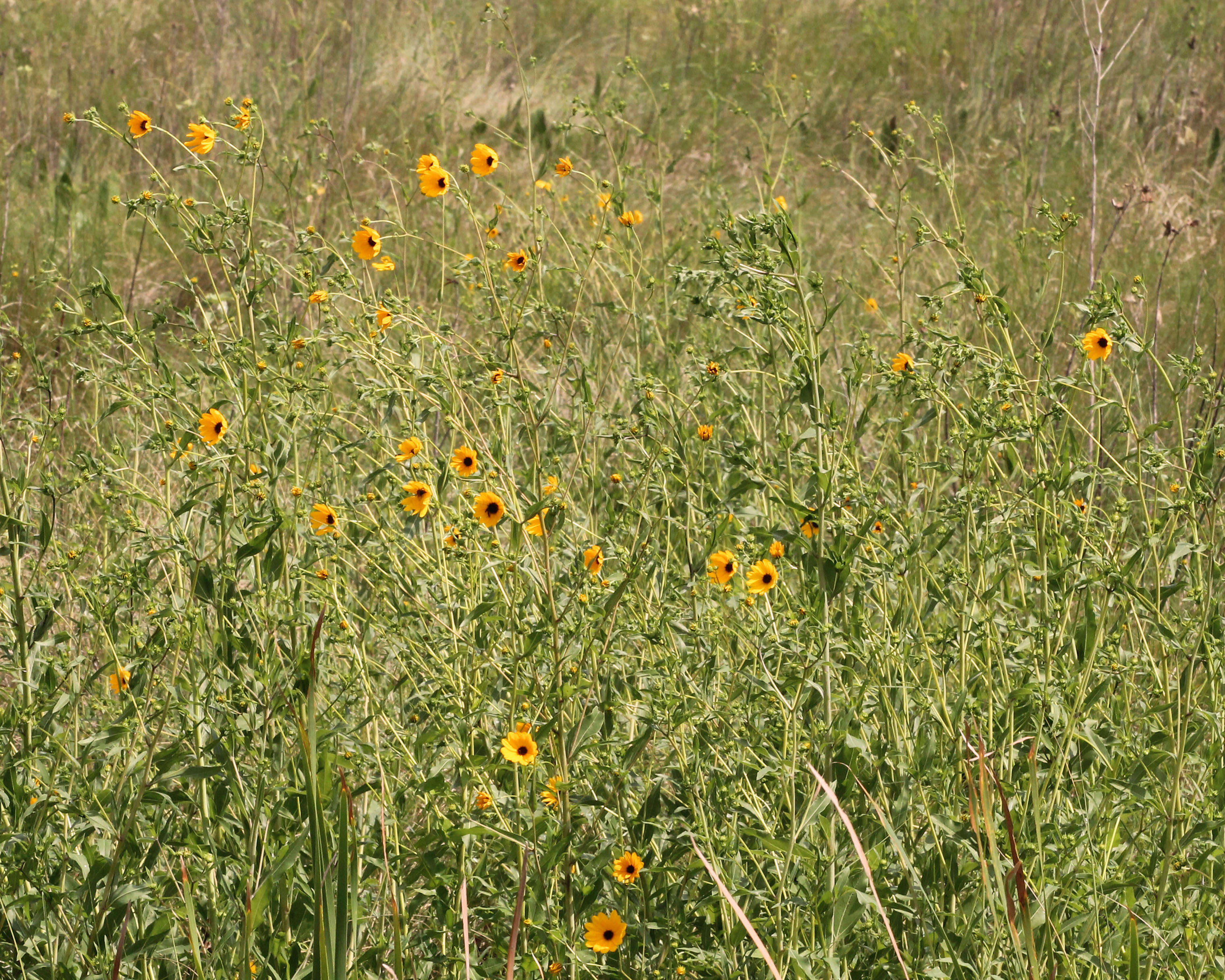 Image of prairie sunflower