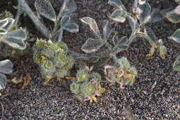 Image of Sea Medick