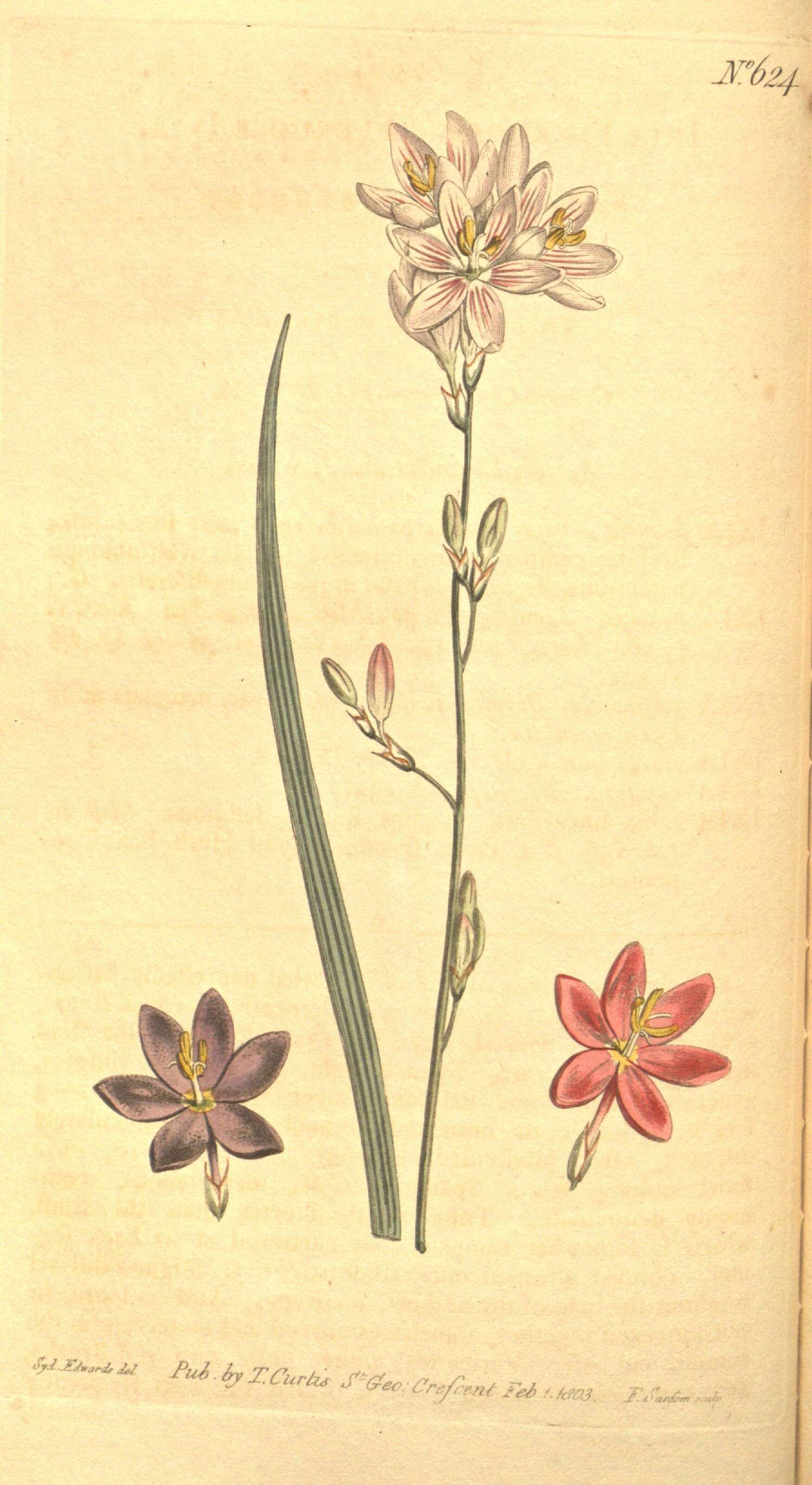 Image of Ixia flexuosa L.