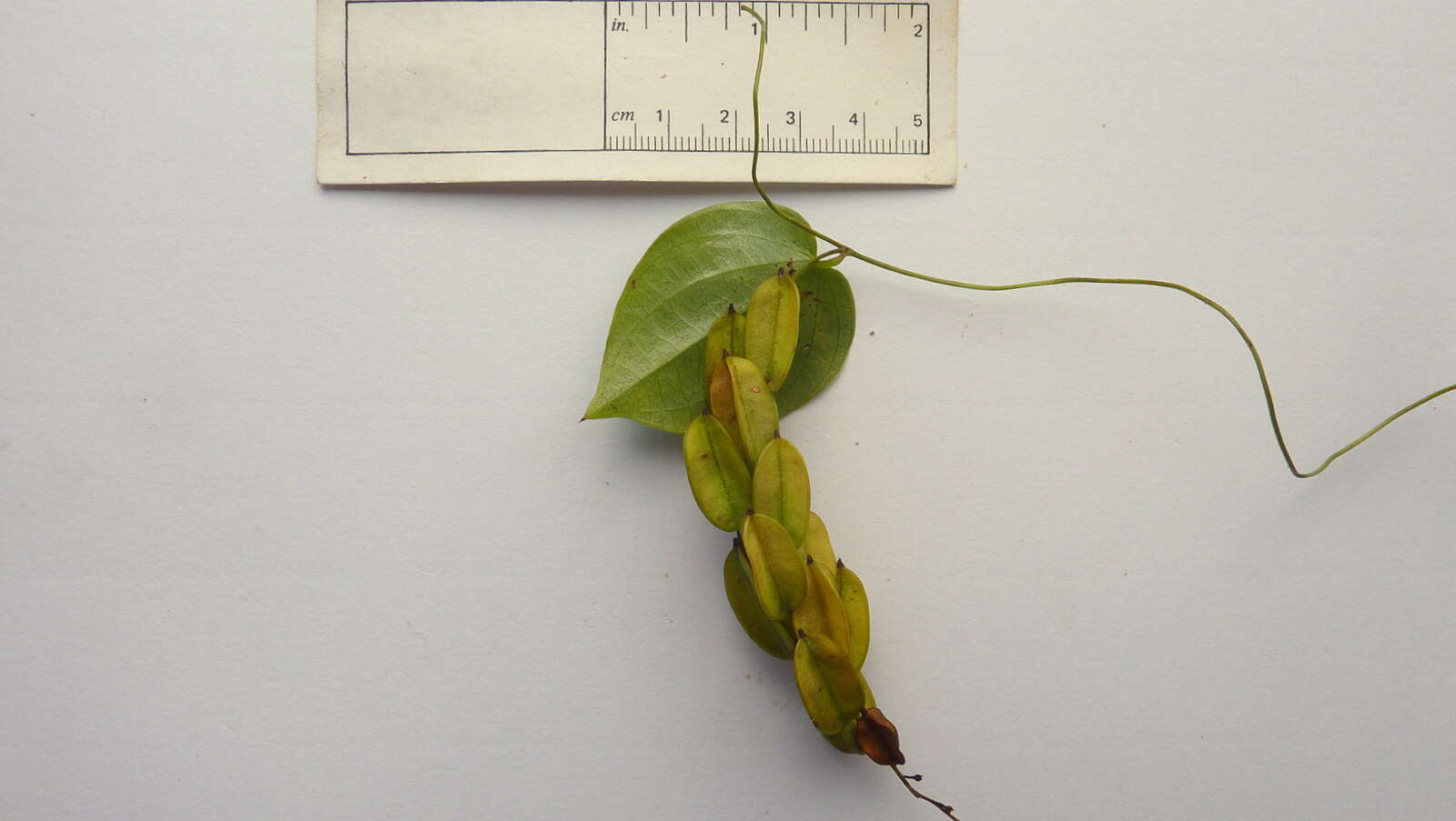 Image of Dioscorea sincorensis R. Knuth