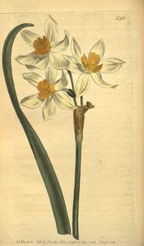 Image of Narcissus tazetta subsp. tazetta