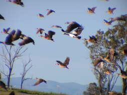 Image of Grass Whistling Duck