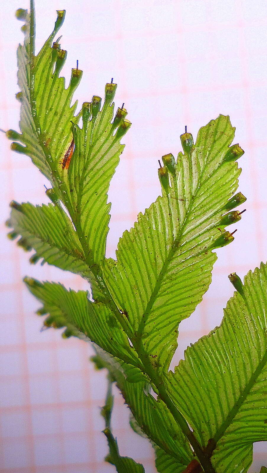 Image of Hymenophyllales