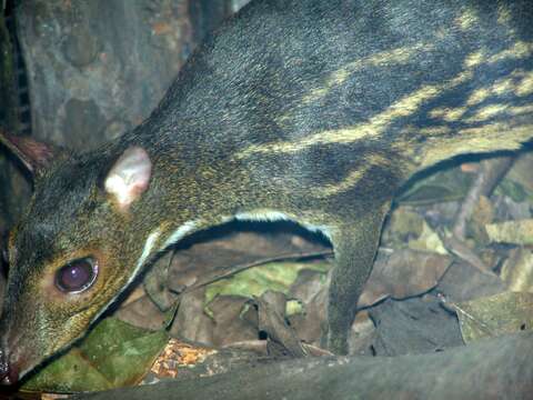 Image of Balabac Chevrotain