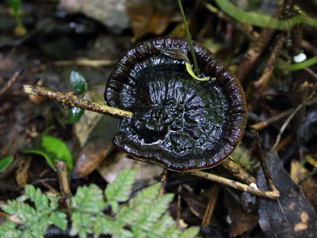 Image of Amauroderma rude (Berk.) Torrend 1920