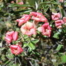 Image of Viviania marifolia Cav.