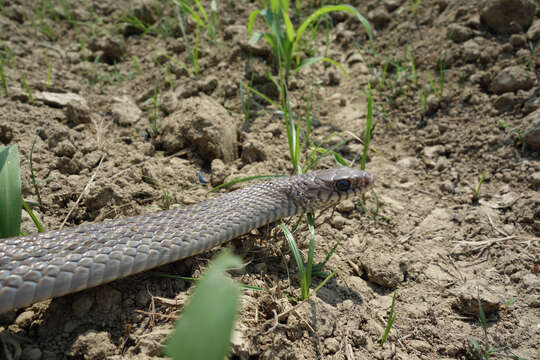 Image of Asian Rat Snakes