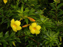 Image of bush allamanda