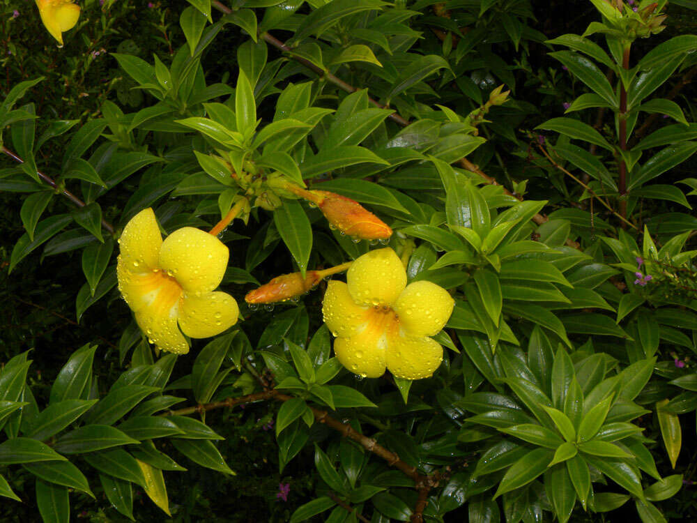 Image of bush allamanda