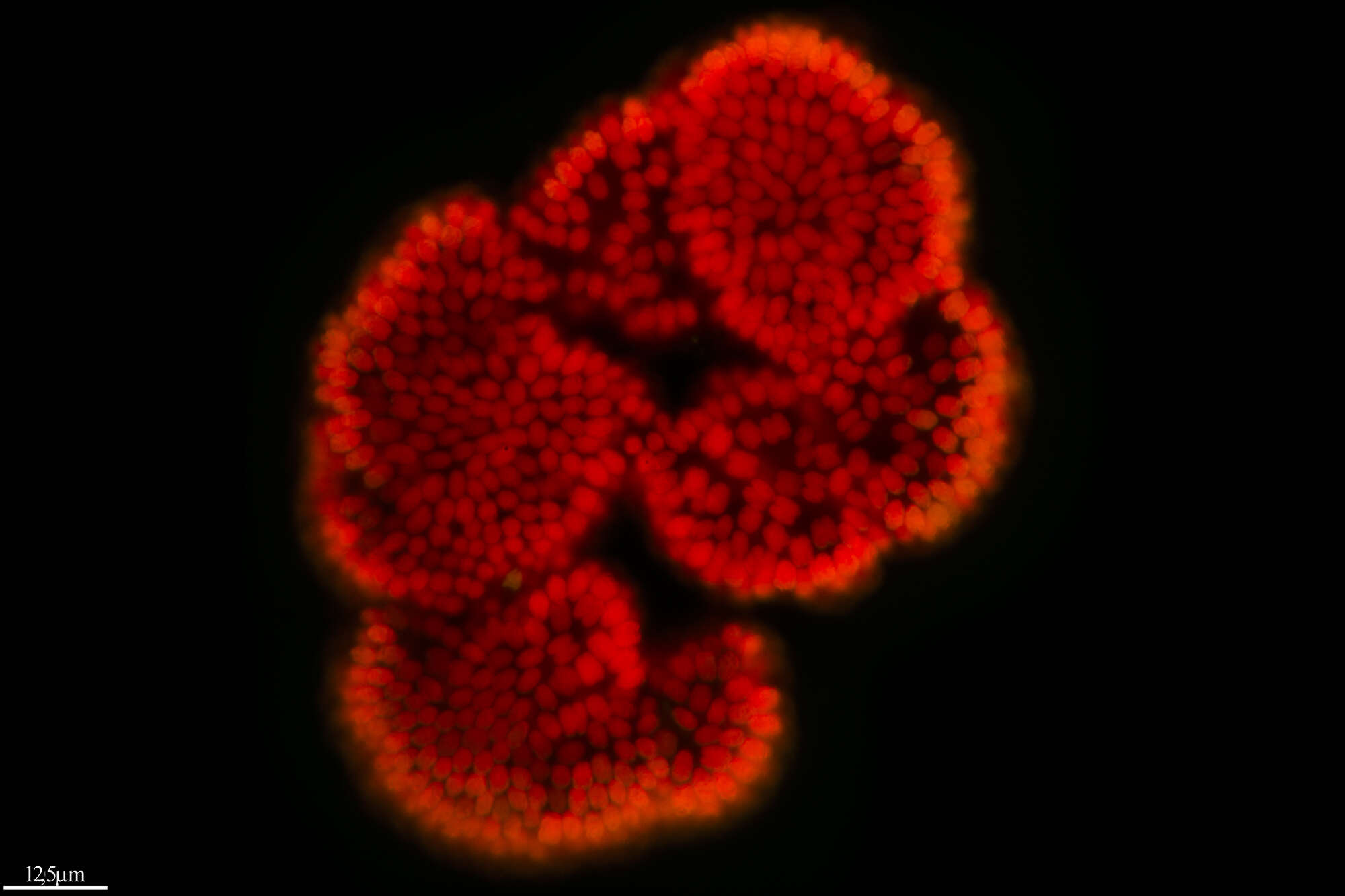 Image de Microcystis botrys