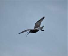 Image of curlew, eurasian curlew