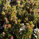 Plancia ëd Androstoma verticillata (Hook. fil.) Quinn