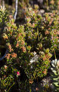 Image of Androstoma verticillata (Hook. fil.) Quinn