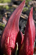 Image of skunk cabbage