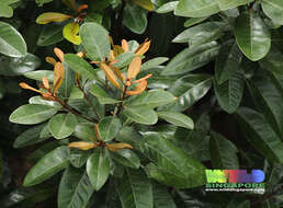 Image of yellow-boxwood