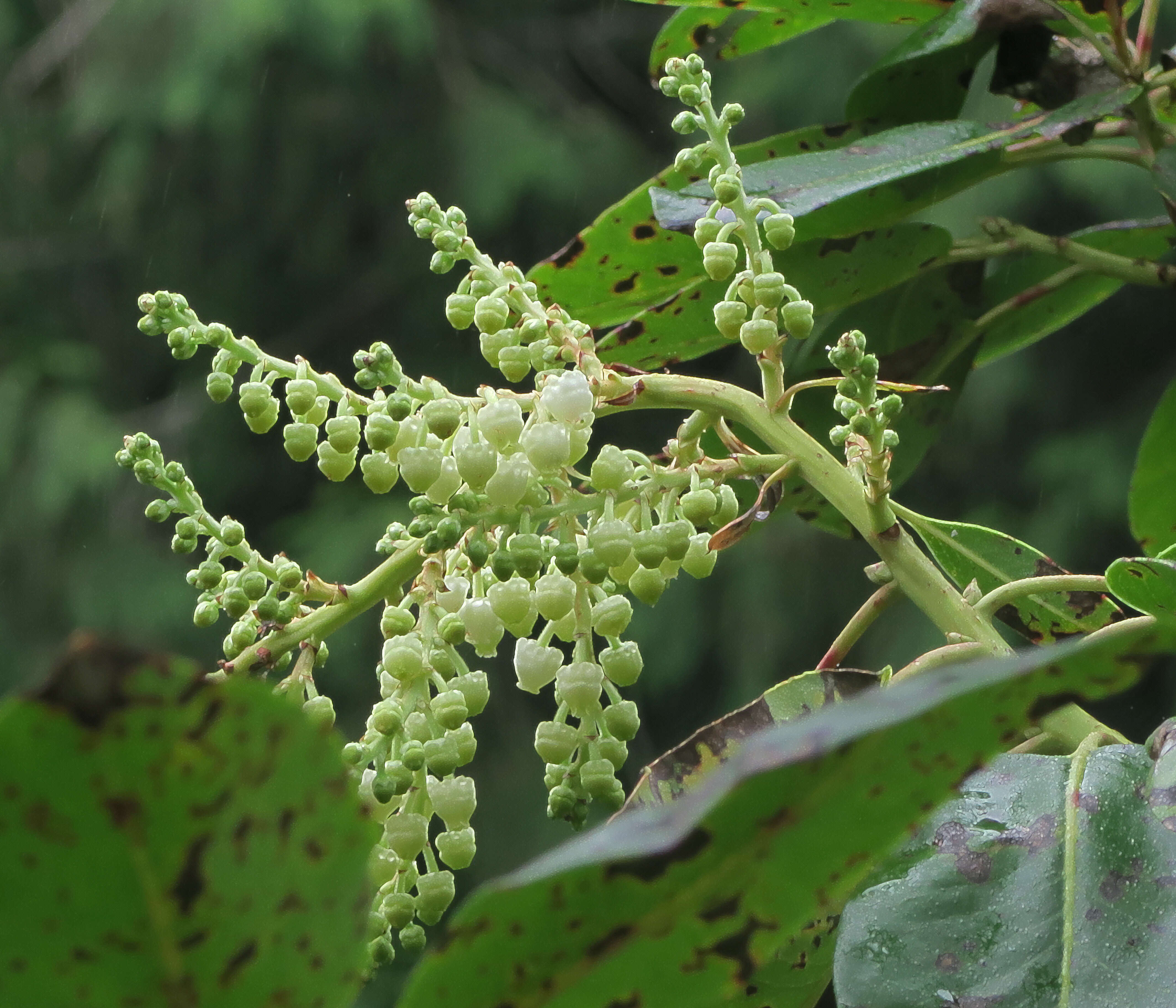 Image of madrone