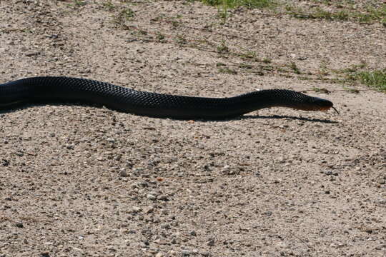 Image of Eastern Indigo Snake