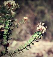 Image of Grevillea buxifolia subsp. buxifolia